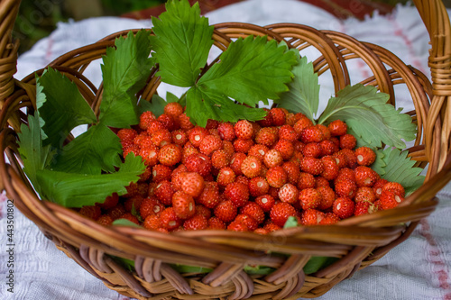 A basket of wild strawberries decorated with green leaves.