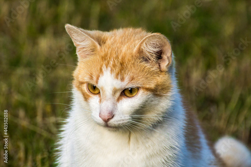 ginger cat with a white mouth on a background of green nature photo