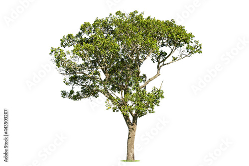 Isolated green tree on white background, Trees isolated on white background, tropical trees isolated used for design, advertising and architecture.