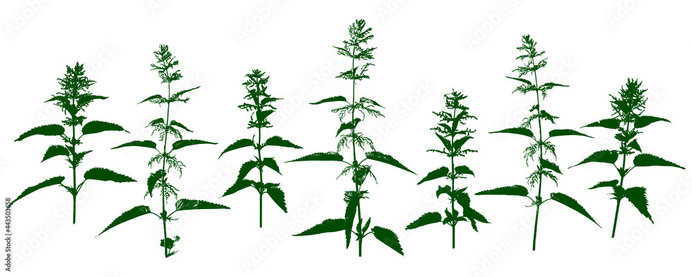 Nettle - stinging grass - wild herbs - herbal silhouettes isolated on white - obrazy, fototapety, plakaty 