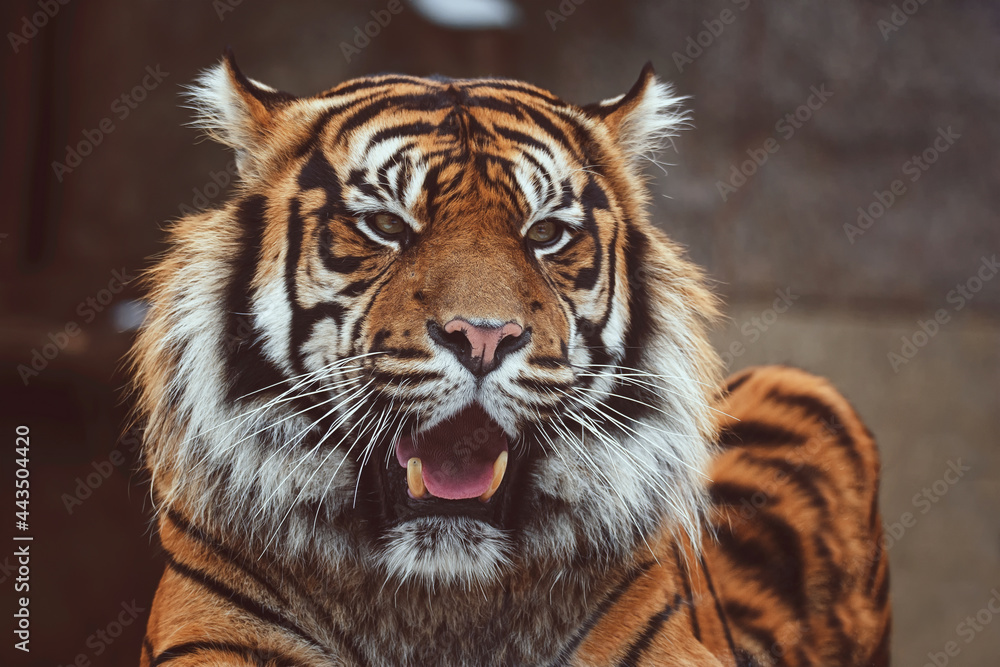 Portrait of sumatran tiger Portrait of sumatran tiger