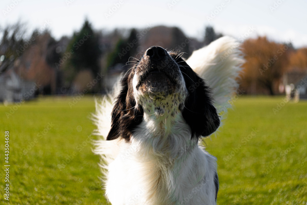 Happy black and white dog howling Outdoors Happy black and white dog howling Outdoors