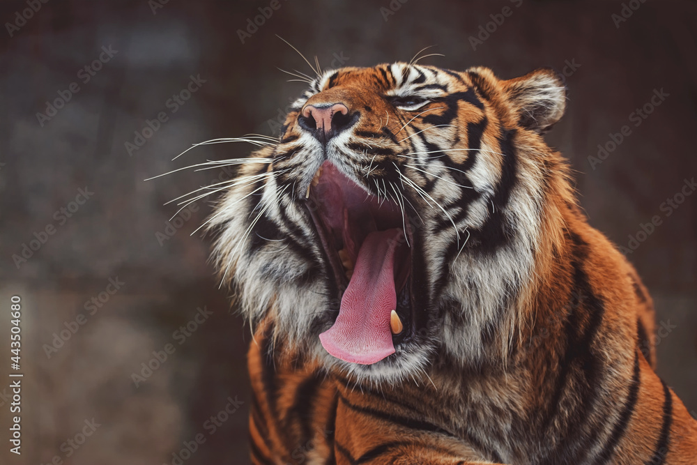 Obraz premium Portrait of sumatran tiger