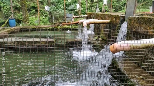 Trout farming in the italian alps photo