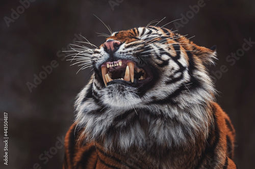 Portrait of sumatran tiger