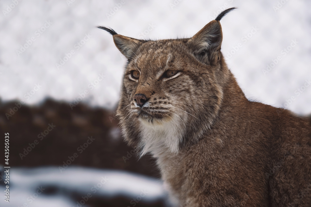 Obraz premium portrait lynx vat