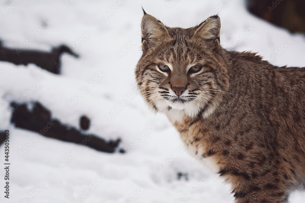 Fototapeta premium portrait lynx vat