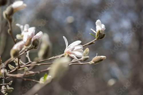Natural background of magnolia flowers close-up without leaves in moscow park