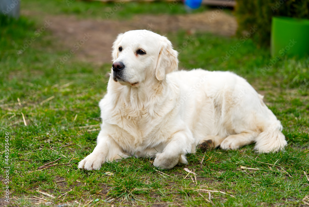 labrodor, retriever white dog lying down in the grass and looking forward labrodor, retriever white dog lying down in the grass and looking forward
