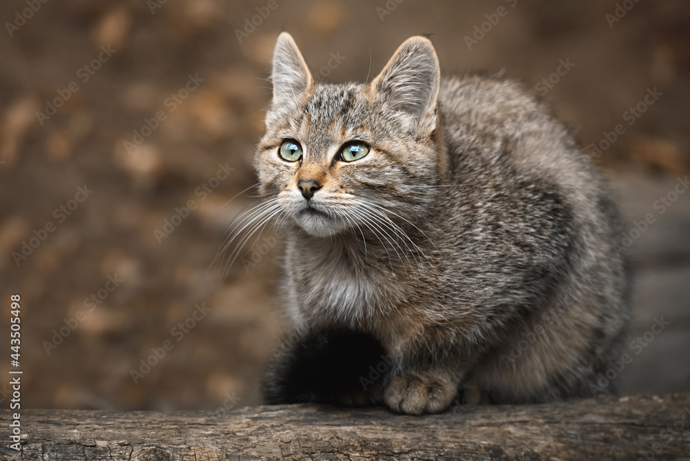 portrait of a european wild cat