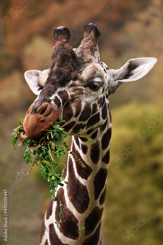 Canvas Print portrait of a giraffe