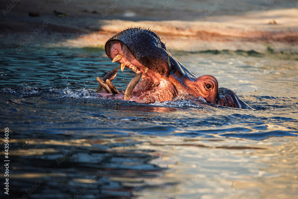 Fototapeta premium hippopotamus in water