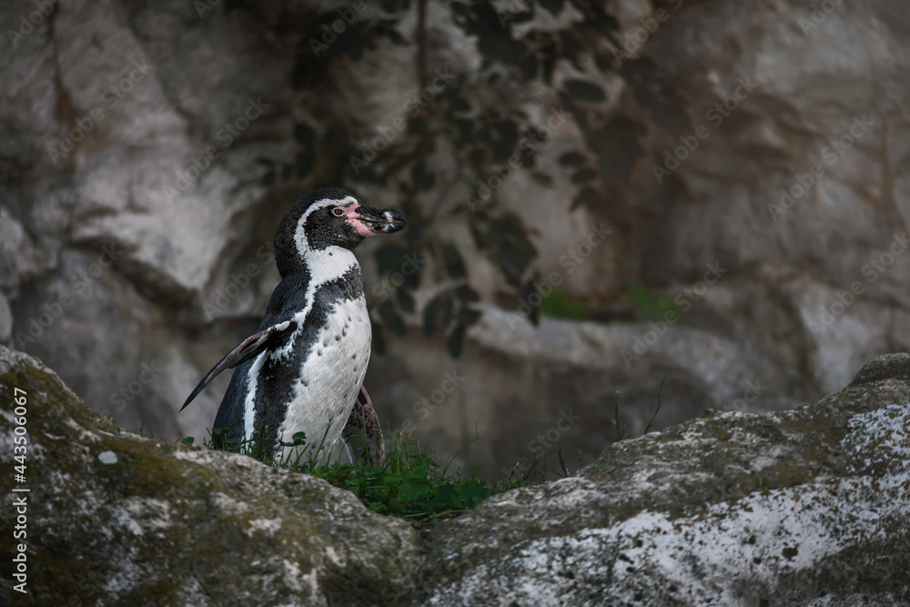Fototapeta premium penguin on the rocks