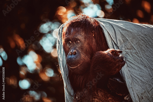 Orangutan portrait © Sangur