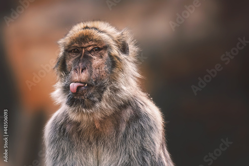 close up of a macaque photo