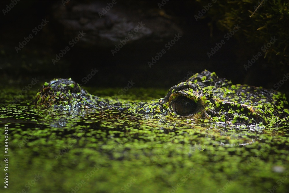 crocodile in the water crocodile in the water