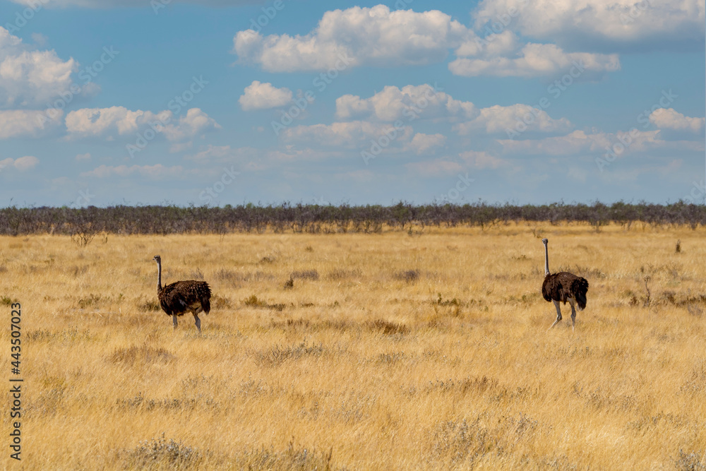 Naklejka premium Afrikanische Strauße (Struthio camelus), Namibia