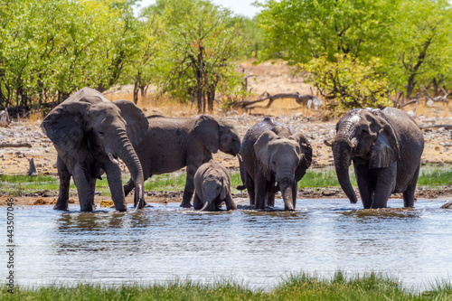 Elefanten am Wasserloch,  Etosha-Nationalpark, Namibia photo