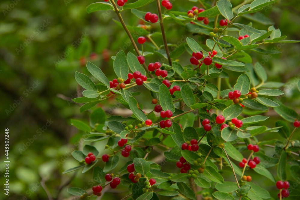 Red tree berries