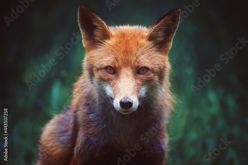 Obraz na plátně red fox portrait