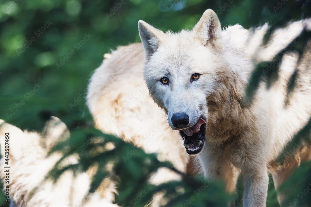 Obraz premium arctic wolf canis lupus