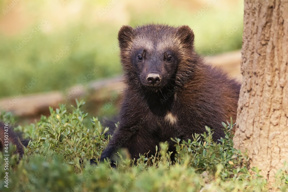 portrait wolverine portrait wolverine
