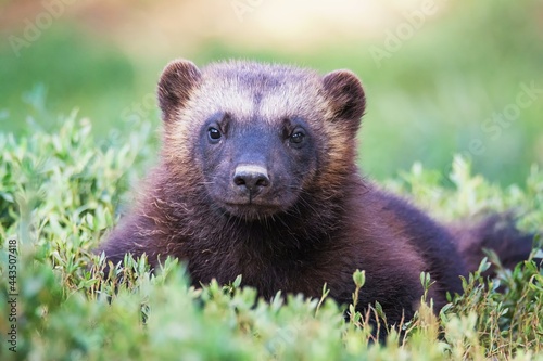 portrait wolverine photo