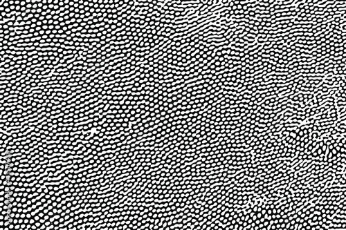 Grunge texture of a porous organic surface. Monochrome background of macro tubular spores of the fungus with chaotic spots, close-up. Overlay template. Vector illustration
