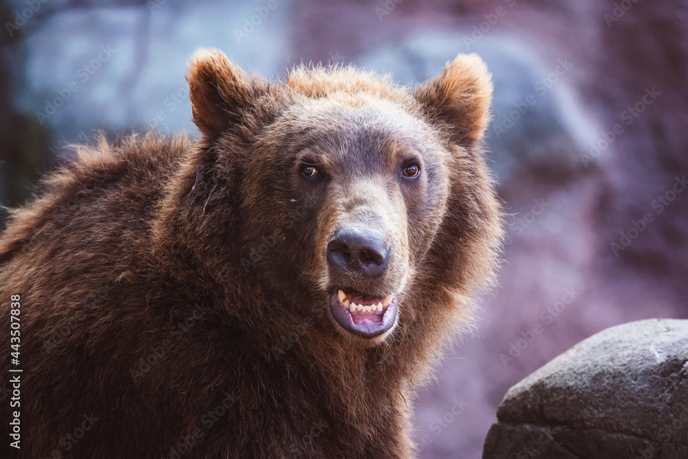 Fototapeta premium kamchatka brown bear portrait
