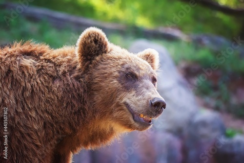 kamchatka brown bear portrait