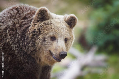 brown bear portrait © Sangur