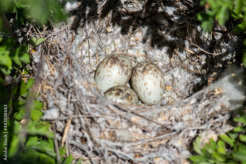 nest with eggs nest with eggs