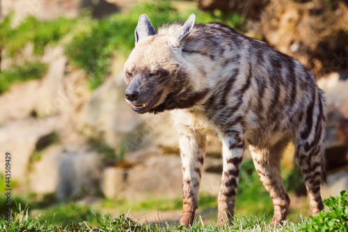 hyena in the wild