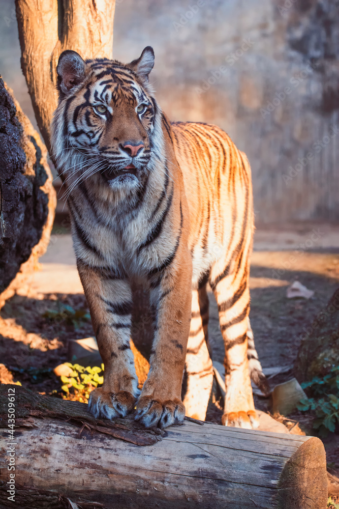 Fototapeta premium tiger in the zoo