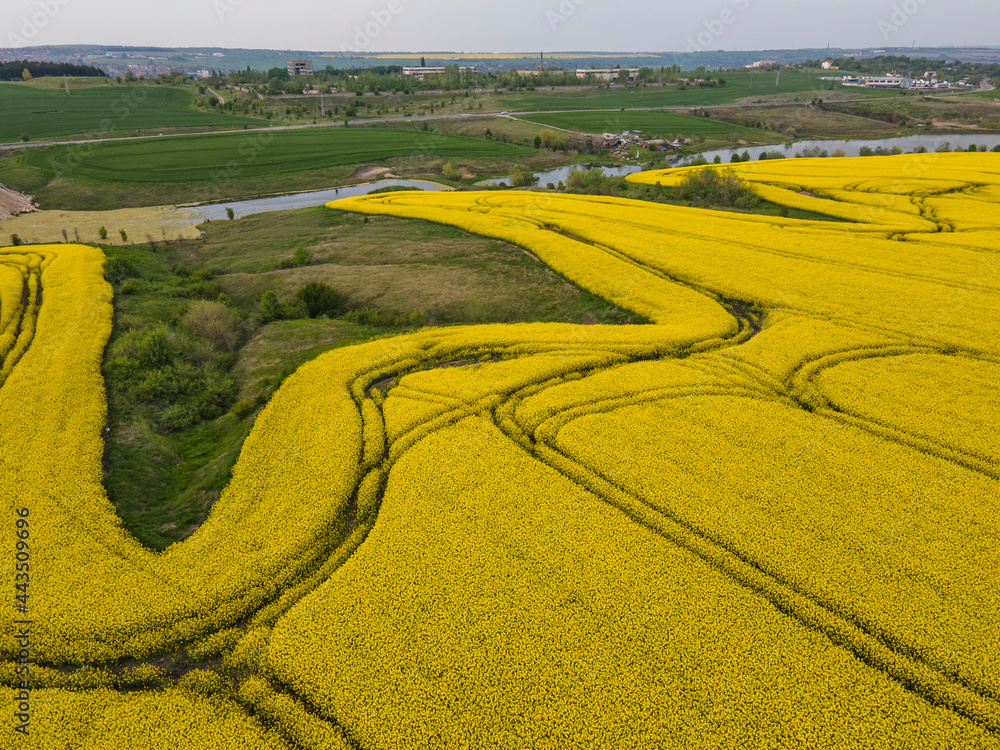 Fototapeta premium Aerial view of Blooming rapeseed field, Bulgaria