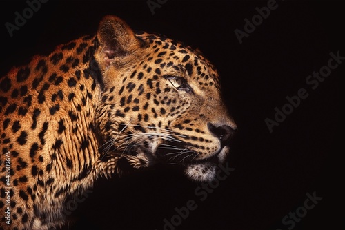 close up of a ceylon leopard