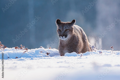 Photography american cougar in winter