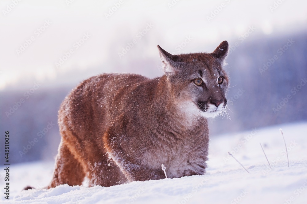 Naklejka premium american cougar in winter