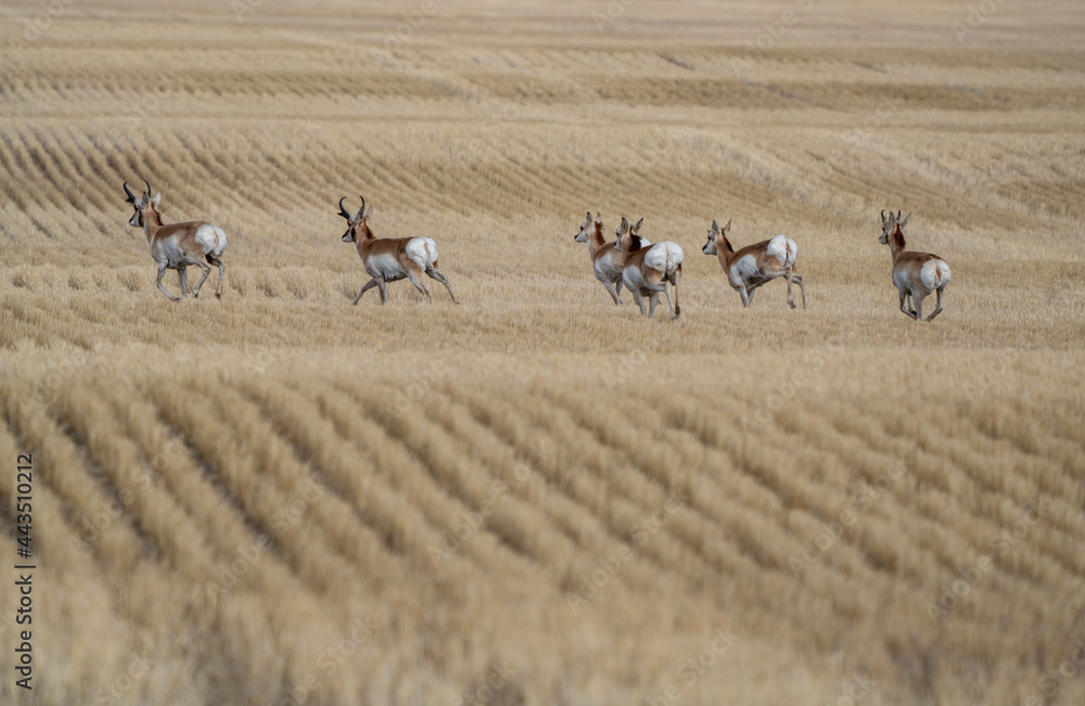Obraz premium Pronghorn Antelope Saskatchewan