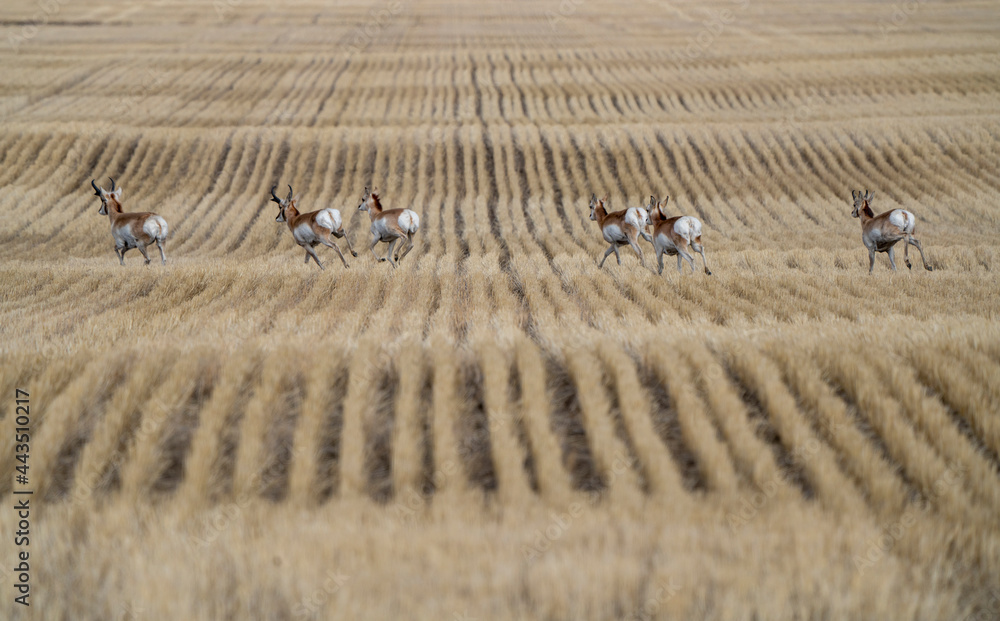 Fototapeta premium Pronghorn Antelope Saskatchewan