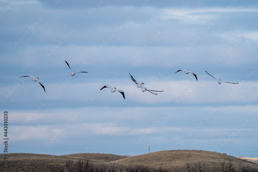American Pelican Saskatchewan American Pelican Saskatchewan