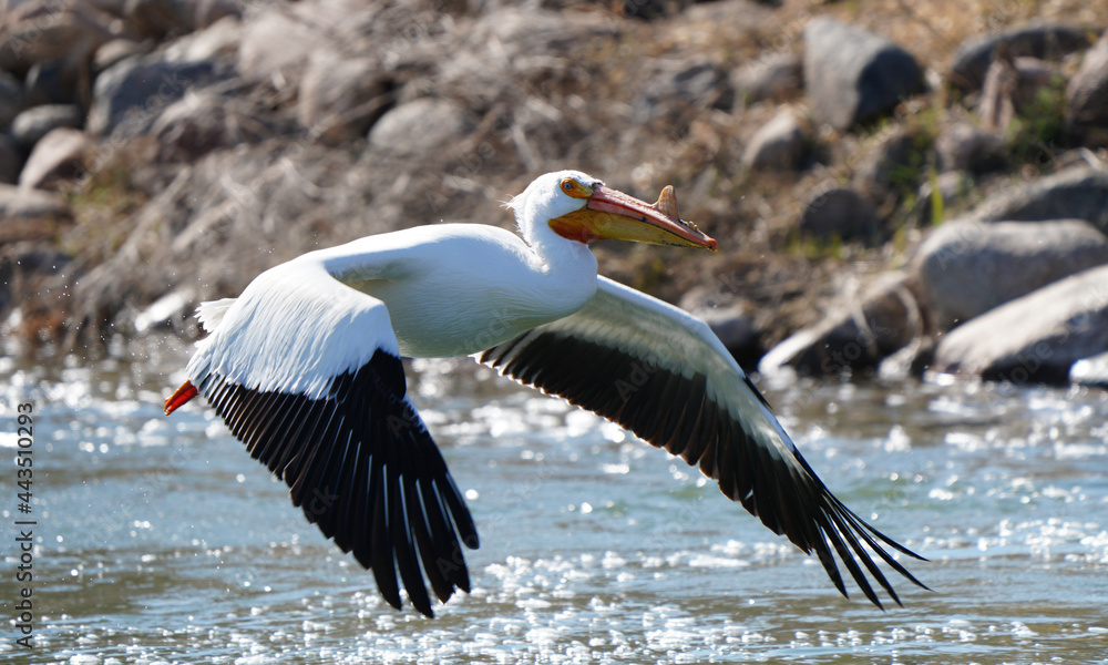 Obraz premium American Pelican Saskatchewan