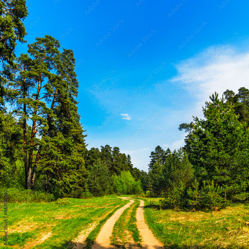 dirt road in a pine forest on a sunny summer day dirt road in a pine forest on a sunny summer day