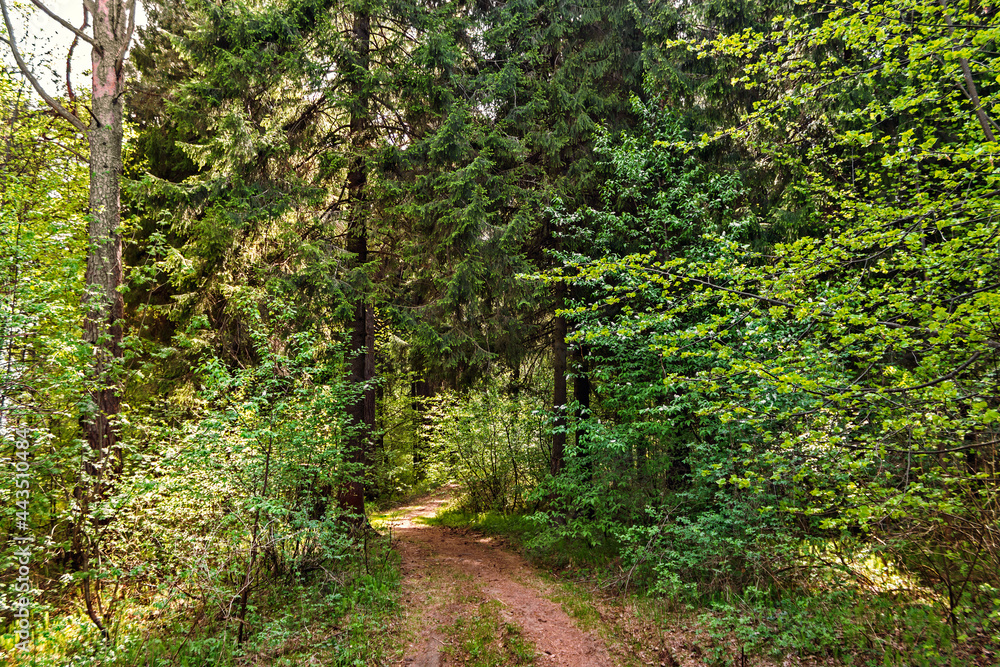 Fototapeta premium dirt road in the forest on a sunny summer day