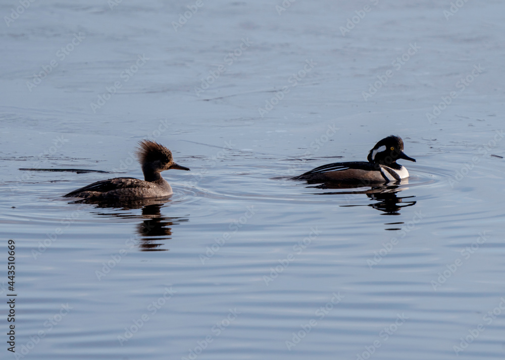 Hooded Merganser Ducks