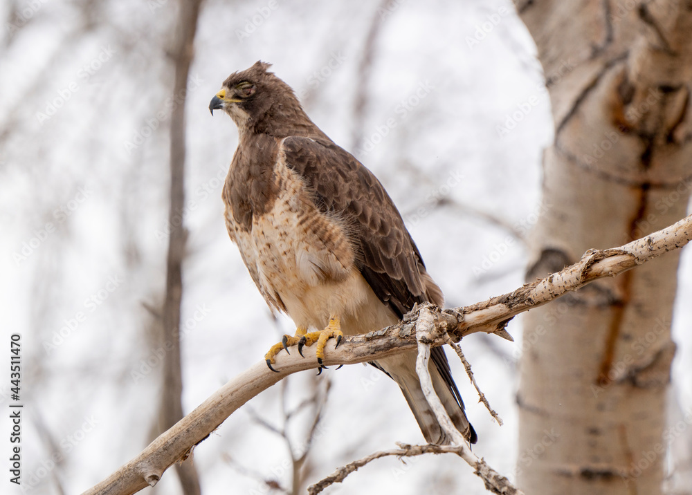 Hawk in Saskatchewan Hawk in Saskatchewan