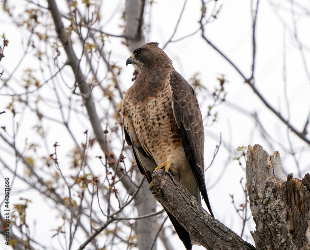 Hawk in Saskatchewan Hawk in Saskatchewan