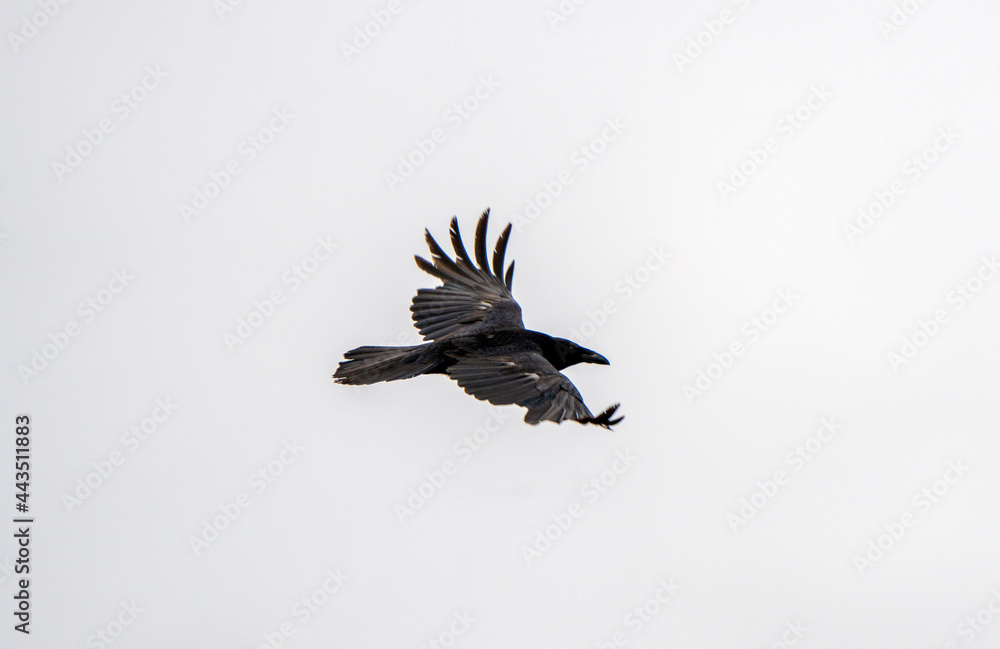 Fototapeta premium Crow Raven in Flight