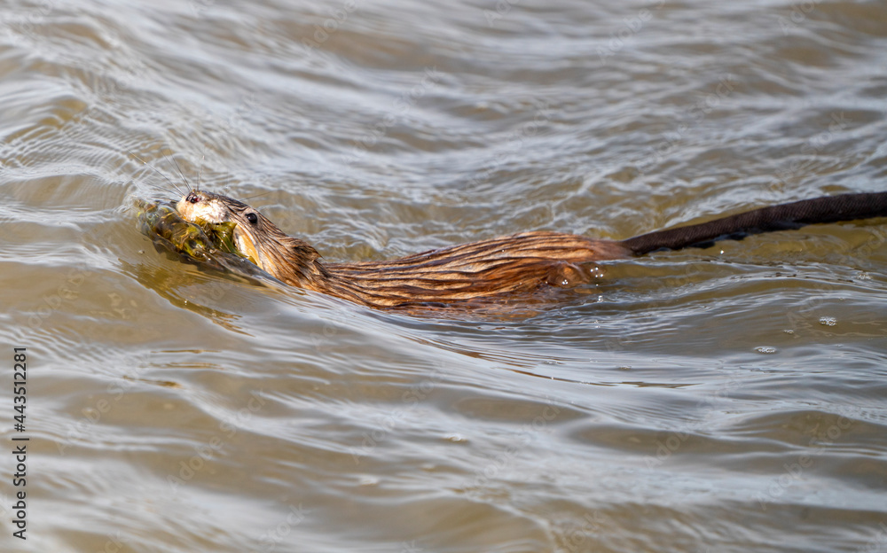Obraz premium Muskrat in Pond