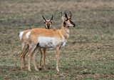 Pronghorn Antelope Saskatchewan